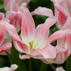 Tulip 'Holland Chic' -UK Garden Plants Shop tulip holland chic 6 scaled