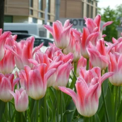 Tulip 'Holland Chic' -UK Garden Plants Shop tulip holland chic 7 scaled