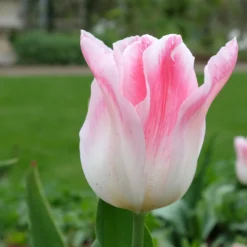 Tulip 'Holland Chic' -UK Garden Plants Shop tulip holland chic 8 scaled