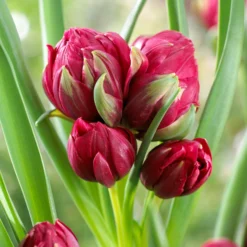 Tulip 'Tête-a-Tête' -UK Garden Plants Shop tulip humilis tete a tete 0 scaled
