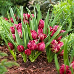 Tulip 'Tête-a-Tête' -UK Garden Plants Shop tulip humilis tete a tete 3 scaled