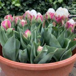 Tulip 'Ice Cream' -UK Garden Plants Shop tulip ice cream 02 scaled
