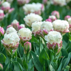 Tulip 'Ice Cream' -UK Garden Plants Shop tulip ice cream 1