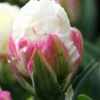 Tulip 'Ice Cream' 1 Tulip 'Ice Cream' -UK Garden Plants Shop tulip ice cream 1 17dc2532 8608 49ff bd8b 7b4d95ee9122