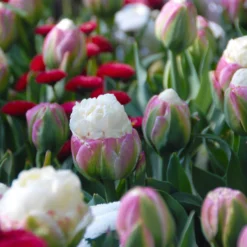 Tulip 'Ice Cream' -UK Garden Plants Shop tulip ice cream 3