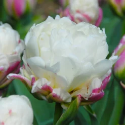 Tulip 'Ice Cream' -UK Garden Plants Shop tulip ice cream 4