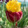 Tulip 'Ice Cream Banana' -UK Garden Plants Shop tulip ice cream banana 0 scaled