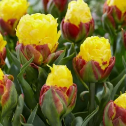 Tulip 'Ice Cream Banana' -UK Garden Plants Shop tulip ice cream banana 1