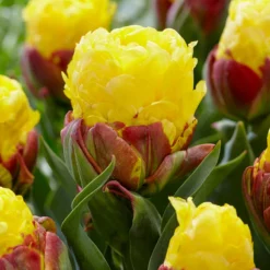 Tulip 'Ice Cream Banana' -UK Garden Plants Shop tulip ice cream banana 2