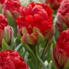 Tulip 'Ice Cream Strawberry' -UK Garden Plants Shop tulip ice cream strawberry 1