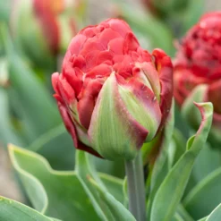 Tulip 'Ice Cream Strawberry' -UK Garden Plants Shop tulip ice cream strawberry 3