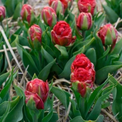 Tulip 'Ice Cream Strawberry' -UK Garden Plants Shop tulip ice cream strawberry 4 scaled