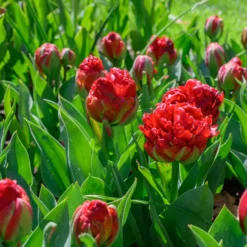 Tulip 'Ice Cream Strawberry' -UK Garden Plants Shop tulip ice cream strawberry 5 scaled