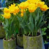Tulip 'Ice Lolly' -UK Garden Plants Shop tulip ice lolly 3
