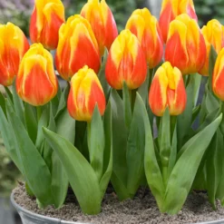 Tulip 'Ice Lolly' -UK Garden Plants Shop tulip ice lolly 5 scaled