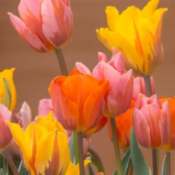 Tulip Collection 'Irene's Heirloom' -UK Garden Plants Shop tulip irene heirloom 1