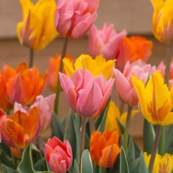 Tulip Collection 'Irene's Heirloom' -UK Garden Plants Shop tulip irene heirloom 3 scaled