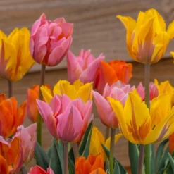 Tulip Collection 'Irene's Heirloom' -UK Garden Plants Shop tulip irene heirloom 4 scaled