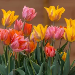 Tulip Collection 'Irene's Heirloom' -UK Garden Plants Shop tulip irene heirloom 5 scaled