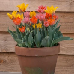 Tulip Collection 'Irene's Heirloom' -UK Garden Plants Shop tulip irene heirloom 6 scaled