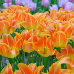 UK Garden Plants Shop -UK Garden Plants Shop tulip je taime 1 scaled