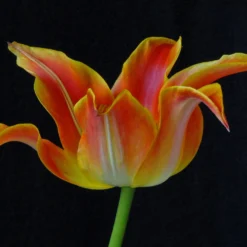 Tulip 'Je T'aime' -UK Garden Plants Shop tulip je taime 2