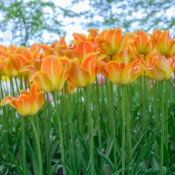 Tulip 'Je T'aime' -UK Garden Plants Shop tulip je taime 3 scaled