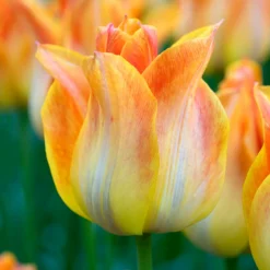 UK Garden Plants Shop 16 Tulip 'Je T'aime'