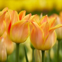 Tulip 'Je T'aime' -UK Garden Plants Shop tulip je taime 5