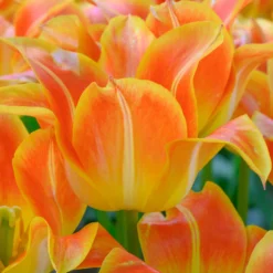 Tulip 'Je T'aime' -UK Garden Plants Shop tulip je taime 6