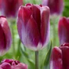 Tulip 'Kansas Proud' 1 Tulip 'Kansas Proud' -UK Garden Plants Shop tulip kansas proud 1