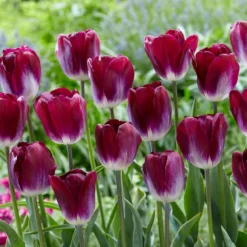 Tulip 'Kansas Proud' -UK Garden Plants Shop tulip kansas proud 2