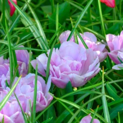 Tulip 'Katinka' 15 Tulip 'Katinka' -UK Garden Plants Shop tulip katinka 2 scaled