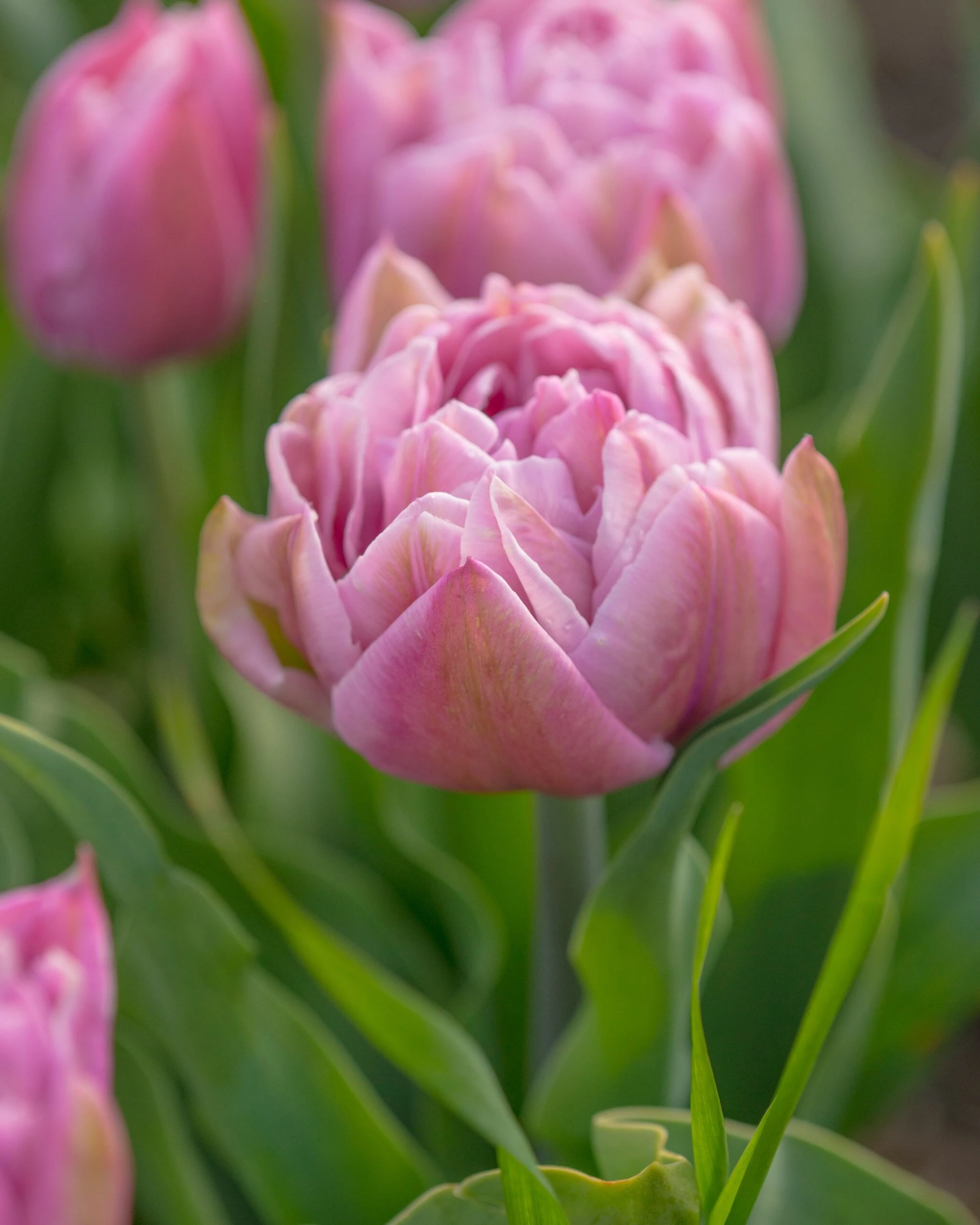 Tulip 'Katinka' 11 Tulip 'Katinka' - Image 9
