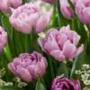 Tulip 'Katinka' -UK Garden Plants Shop tulip katinka 6