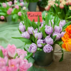 Tulip 'Katinka' 17 Tulip 'Katinka' -UK Garden Plants Shop tulip katinka 9 scaled