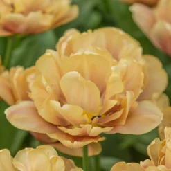 Tulip 'La Belle Époque' -UK Garden Plants Shop tulip la belle epoque 3 scaled