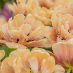 Tulip 'La Belle Époque' -UK Garden Plants Shop tulip la belle epoque 4 scaled