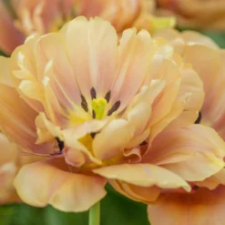 Tulip 'La Belle Époque' -UK Garden Plants Shop tulip la belle epoque 5 scaled