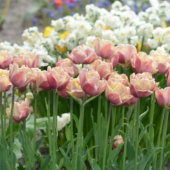 Tulip 'La Belle Époque' -UK Garden Plants Shop tulip la belle epoque 9 scaled