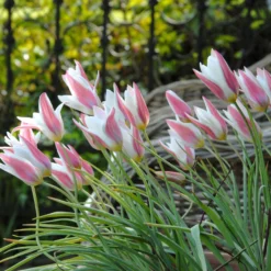 Tulip 'Lady Jane' -UK Garden Plants Shop tulip lady jane 2