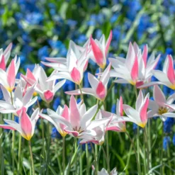 Tulip 'Lady Jane' -UK Garden Plants Shop tulip lady jane 3