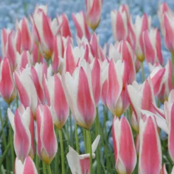 Tulip 'Lady Jane' -UK Garden Plants Shop tulip lady jane 4