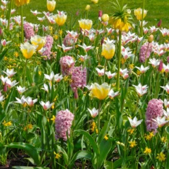 Tulip 'Lady Jane' -UK Garden Plants Shop tulip lady jane 5