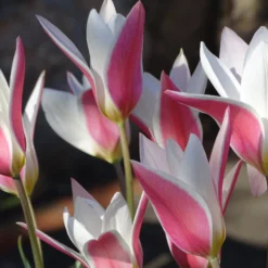 Tulip 'Lady Jane' -UK Garden Plants Shop tulip lady jane 6 scaled