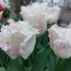 Tulip 'Lady Smile' -UK Garden Plants Shop tulip lady smile 1 b50a7c9d eee8 45f2 8bc4 6e8a6374d6f6