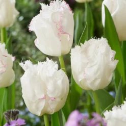 Tulip 'Lady Smile' -UK Garden Plants Shop tulip lady smile 2