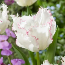 Tulip 'Lady Smile' -UK Garden Plants Shop tulip lady smile 3