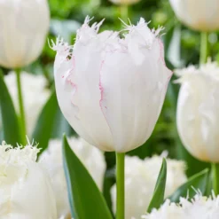 Tulip 'Lady Smile' -UK Garden Plants Shop tulip lady smile 4