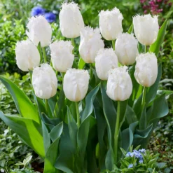 Tulip 'Lady Smile' -UK Garden Plants Shop tulip lady smile 5